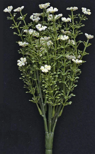 Bed skirts with a football - team - colored patternWhite Astilbe Bush 10-1/2"